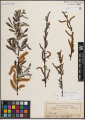 Foto von Salix eleagnos Scop.